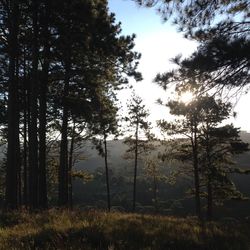 Sun shining through trees