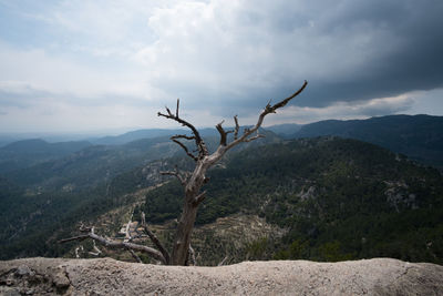 Bare tree on mountain against sky