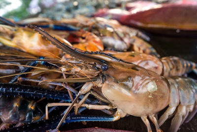 Close-up of fish for sale in market