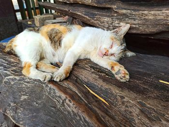 Close-up of cat sleeping