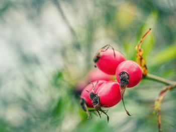 Close-up of red berries on plant