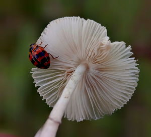 Close-up of hand holding white flower