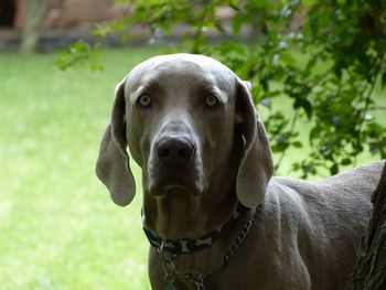 Close-up portrait of weimaraner