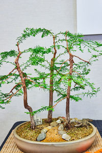 bonsai