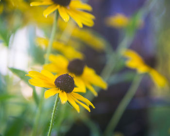 Close-up of yellow flower