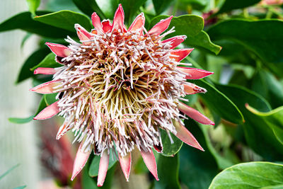 Close-up of pink flower