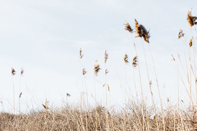 Close-up of grass against sky