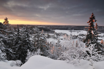 Forest in winter, gärdserum, Åtvidaberg, Östergötland, sweden, europe