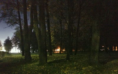Trees on field at night