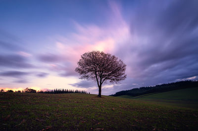 Bare tree on field against sky during sunset