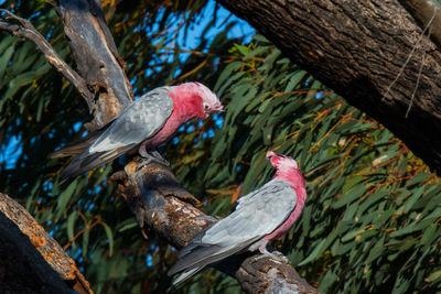 Close-up of parrot perching on tree