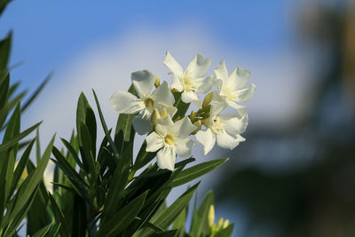 Close-up of white flowers blooming outdoors