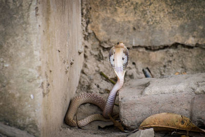 View of lizard on rock