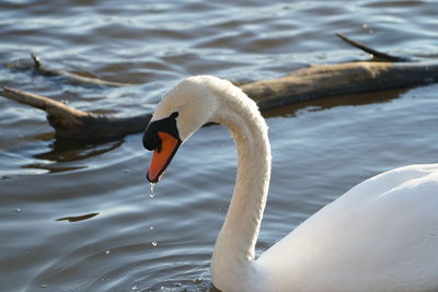 Close-up of swan swimming in lake