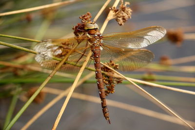 Close-up of dragonfly on plant