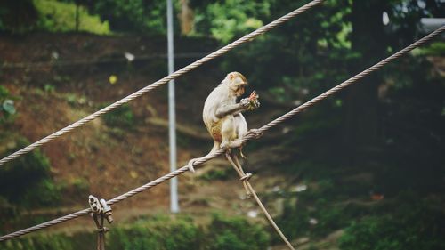 Side view of a monkey on a wire