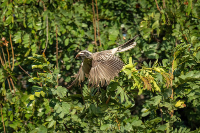 Close-up of bird flying against trees