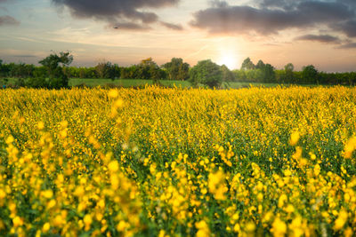 Scenic view of oilseed rape field against sky