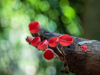 Close-up of red berries growing on tree