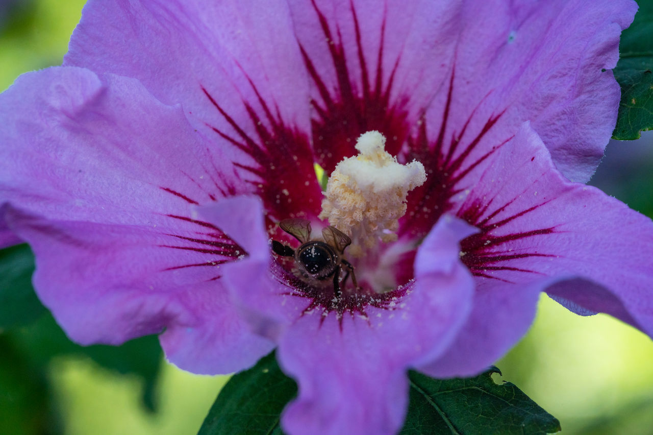 CLOSE-UP OF PINK POLLINATING FLOWER