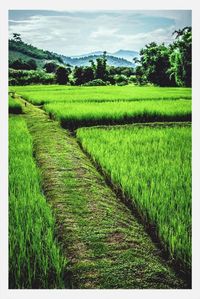 Scenic view of grassy field against sky