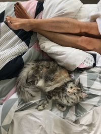 Cat resting on sofa at home