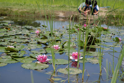 Lotus water lily in pond