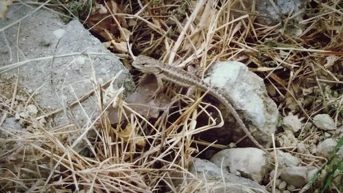 Close-up of grass