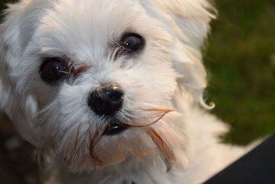 Close-up portrait of dog