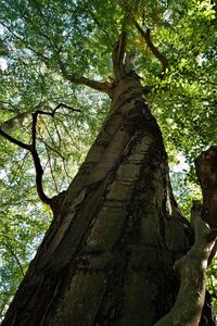 Low angle view of tree trunks in forest