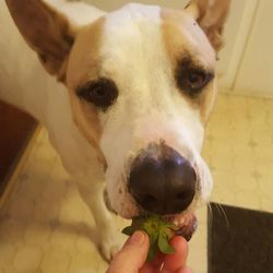 Close-up of hand holding dog