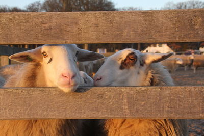 Close-up of sheep on wood