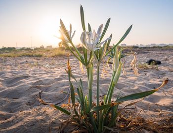 Close-up of plants by sea against sky