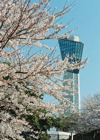 Low angle view of cherry blossom tree