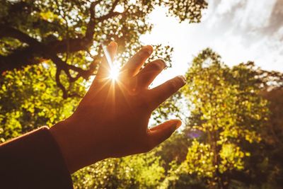 Cropped image of back lit hand against trees