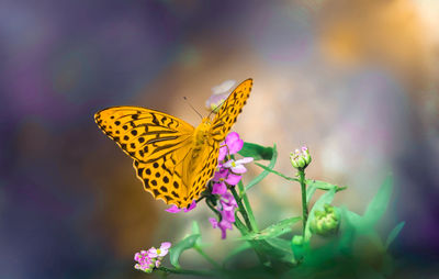 Close-up of butterfly pollinating on flower