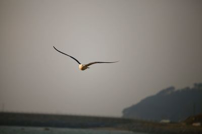 Close-up of bird against sky