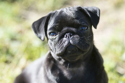 Close-up portrait of a dog