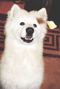 Close-up portrait of dog