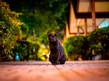 Portrait of dog sitting outdoors