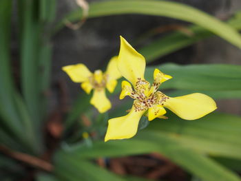 Close-up of yellow flowering plant