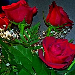Close-up of red roses