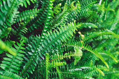 Close-up of fern leaves on tree in forest