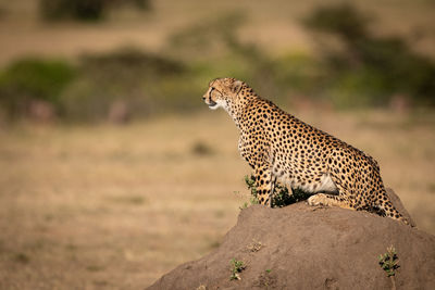 Cheetah sitting on rock in zoo