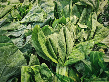 Full frame shot of fresh green leaves