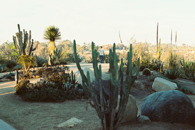 Cactus growing in desert against sky