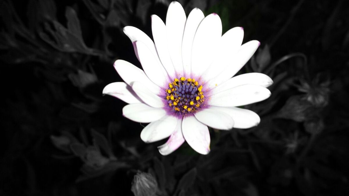 CLOSE-UP OF FRESH PURPLE FLOWER