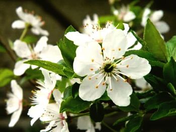 Close-up of white flowers