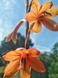 Close-up of flower blooming against sky