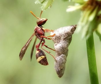 Close-up of insect on plant